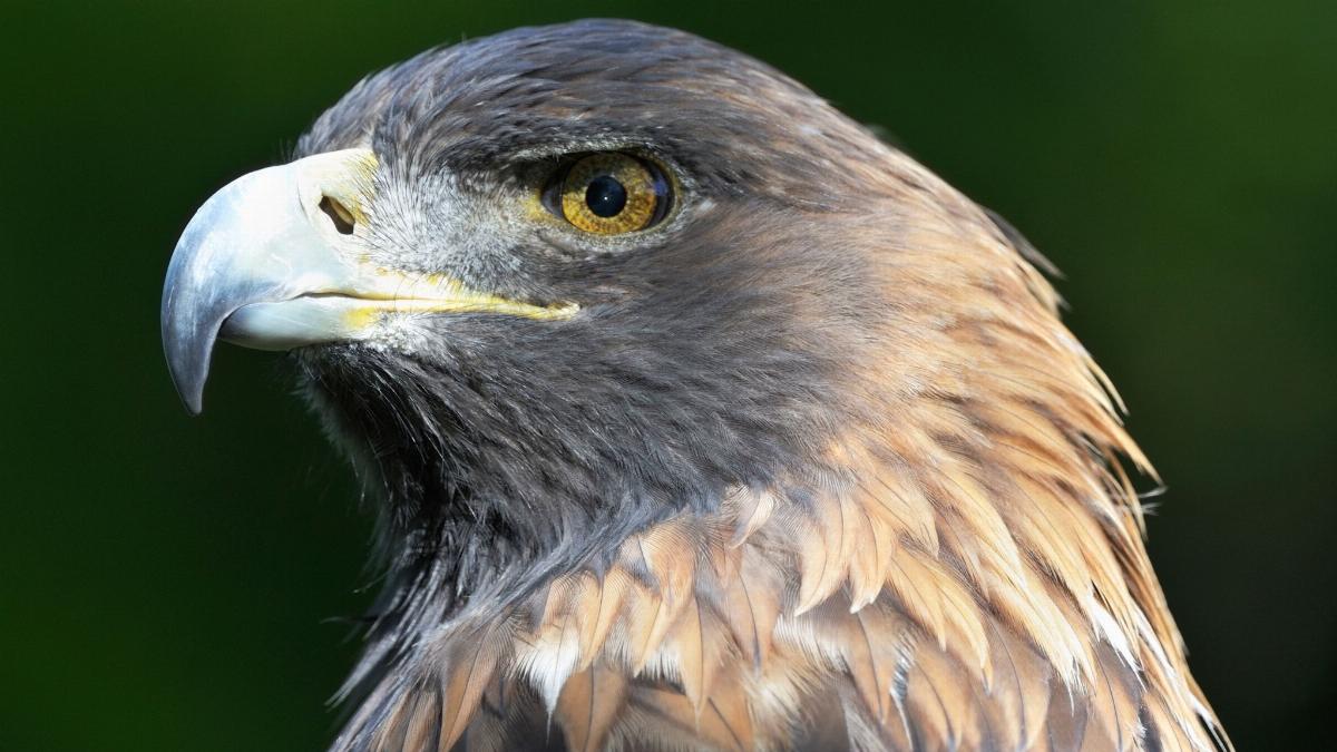 Man Involved in Killing of 118 Eagles in Wildlife Trafficking Ring, Prosecutors Say